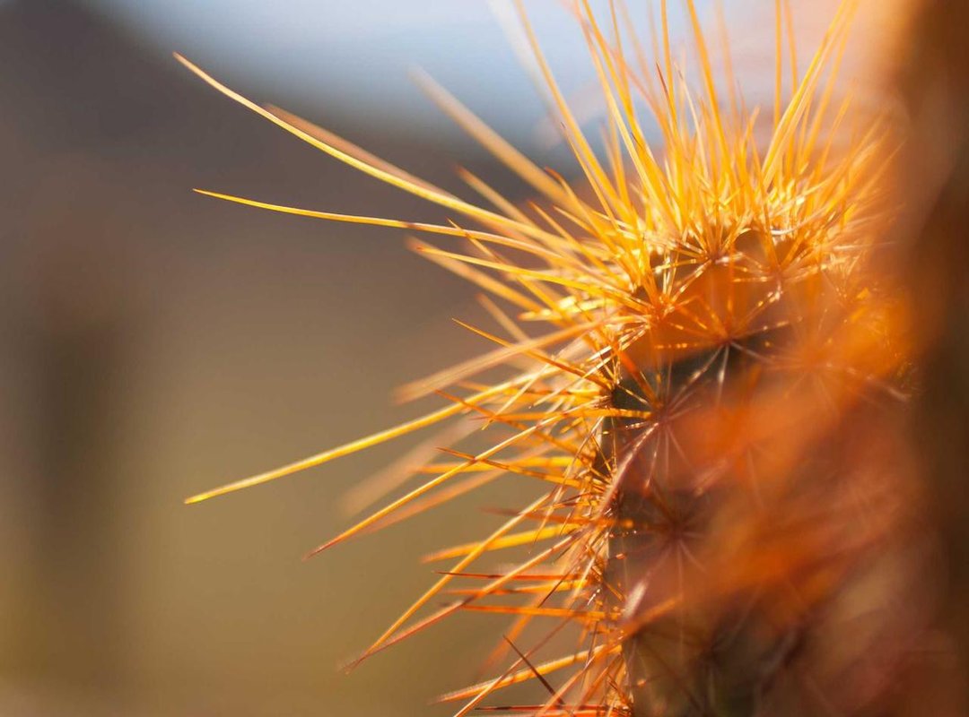 A Guide to Safe Application: Dosage and Best Practices