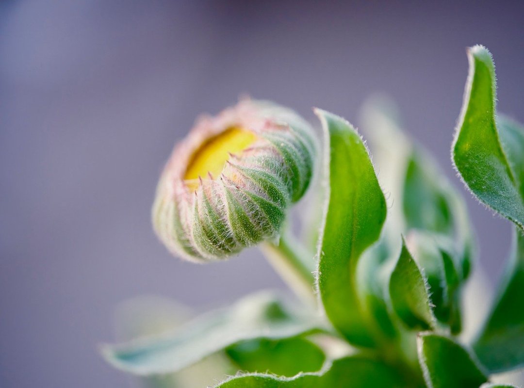 emerging trends follow