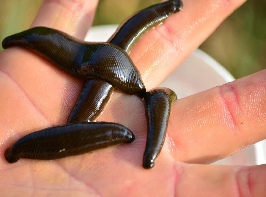 How a Leech Delivers Its Painless, Bleeding Bite